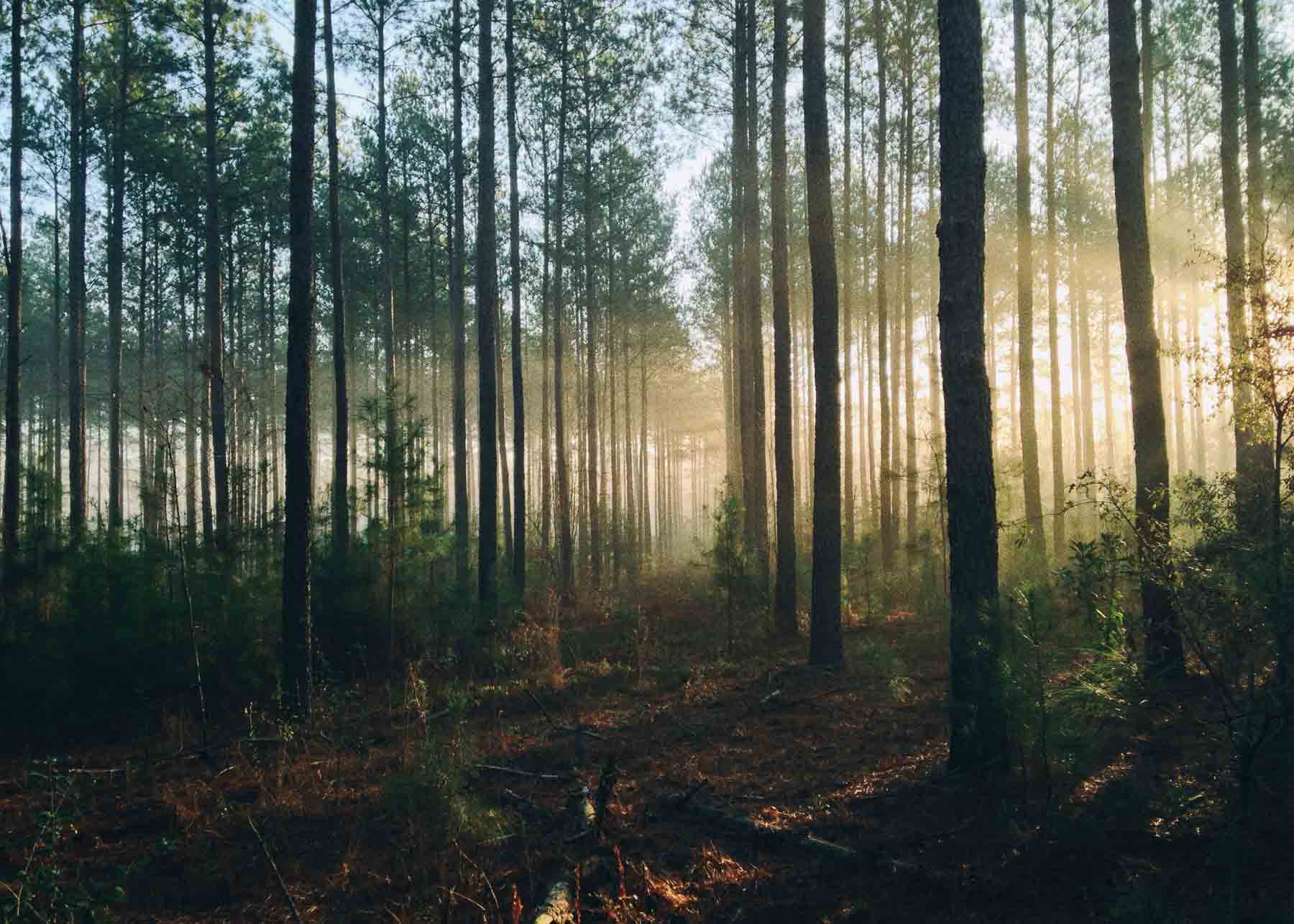 thick forrest being sun soaked during golden hour